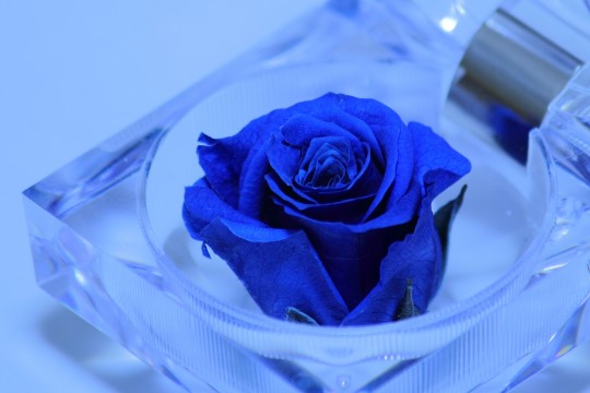 青いバラ 商用利用ｏｋ 無料の写真 フリー素材を集めました 総合素材サイト ソザイング