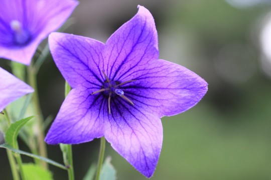 キキョウ 科 紫 の 花