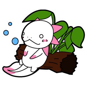 ウーパールーパーのイラスト