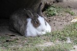 うさぎ 商用利用ok 無料の写真 フリー素材を集めました 総合素材サイト ソザイング
