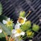 花の蜜を集めるミツバチ 花の蜜を集めるミツバチ