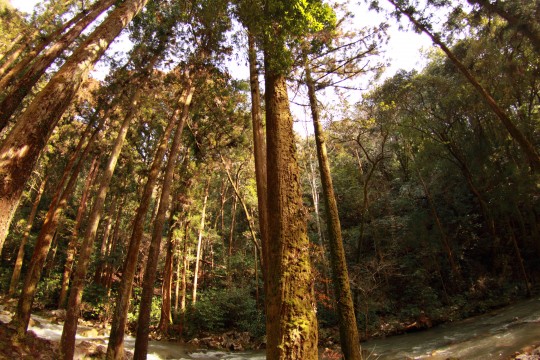 苔の生えた木と川の流れ 商用利用ｏｋ 無料の写真 フリー素材を集めました 総合素材サイト ソザイング