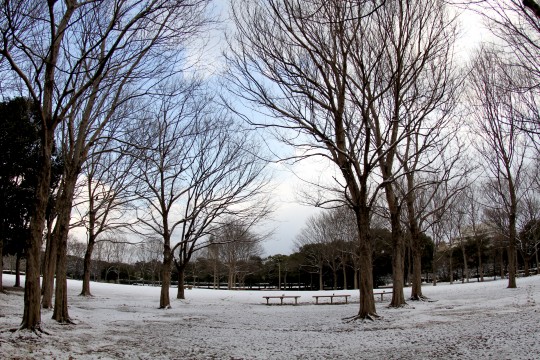 冬の公園 商用利用ｏｋ 無料の写真 フリー素材を集めました 総合素材サイト ソザイング