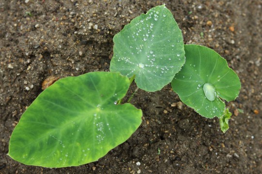 水滴のついたサトイモの葉っぱ 商用利用ｏｋ 無料の写真 フリー素材を集めました 総合素材サイト ソザイング