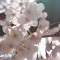 光が透けた桜 光が透けた桜