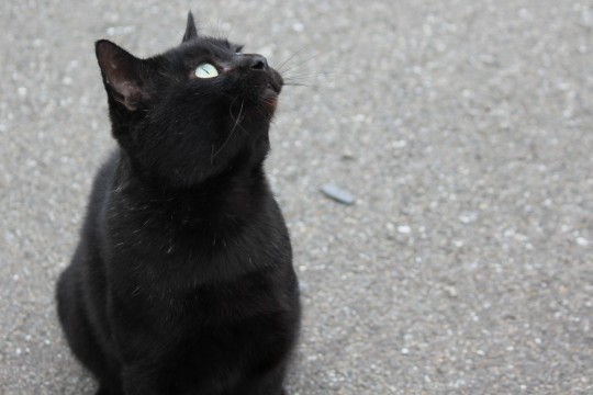 見あげる黒猫 商用利用ｏｋ 無料の写真 フリー素材を集めました 総合素材サイト ソザイング