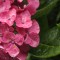 雨に濡れたアジサイの花 雨に濡れたアジサイの花