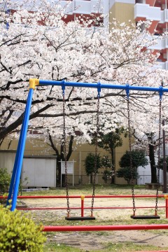 ブランコと桜 商用利用ｏｋ 無料の写真 フリー素材を集めました 総合素材サイト ソザイング