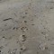 砂浜の足跡