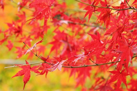 赤い紅葉の枝葉 商用利用ｏｋ 無料の写真 フリー素材を集めました 総合素材サイト ソザイング