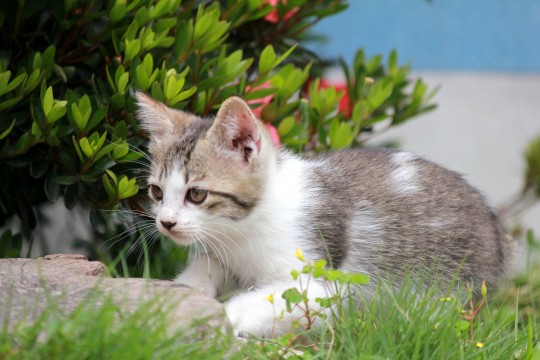遊ぶ子猫 商用利用ｏｋ 無料の写真 フリー素材を集めました 総合素材サイト ソザイング