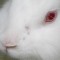 ドアップのウサギ