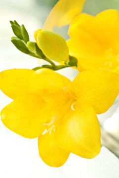 フリージアの花 商用利用ｏｋ 無料の写真 フリー素材を集めました 総合素材サイト ソザイング