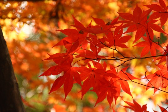 竈門神社の紅葉の枝6 商用利用ｏｋ 無料の写真 フリー素材を集めました 総合素材サイト ソザイング