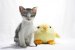 子猫 商用利用ｏｋ 無料の写真 フリー素材を集めました 総合素材サイト ソザイング