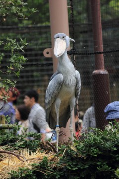 ハシビロコウ