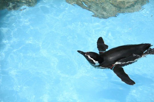 泳ぐペンギン 商用利用ｏｋ 無料の写真 フリー素材を集めました 総合素材サイト ソザイング